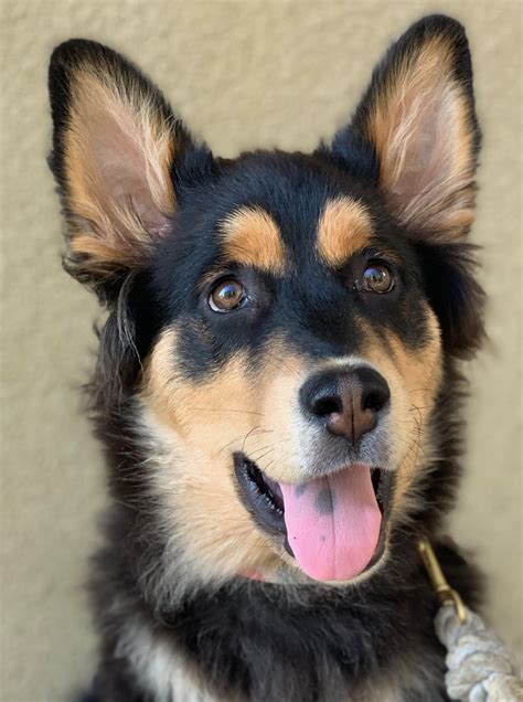 german shepherd mix with husky|german shepherd husky mix characteristics.